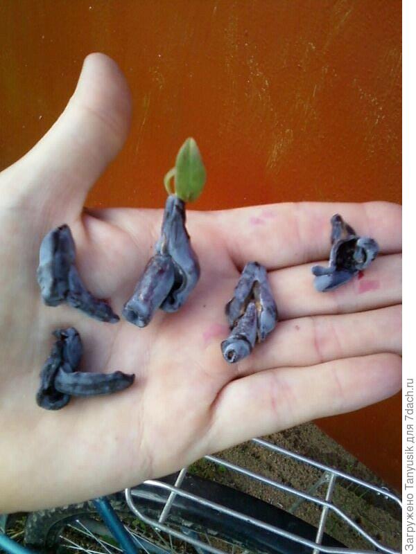 Как сорт называется?