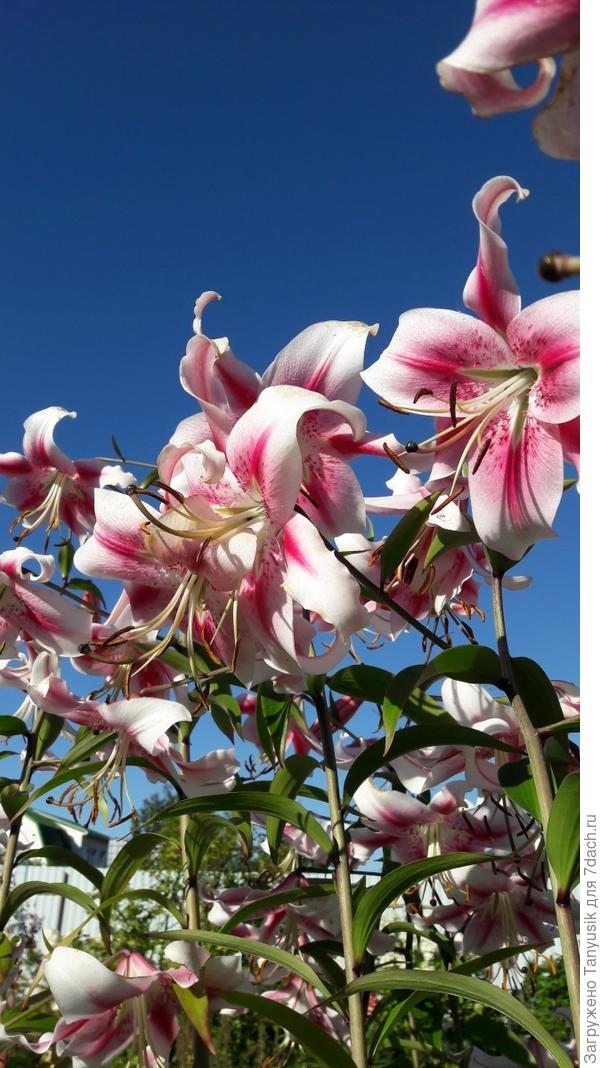 Слишком вытянутая?