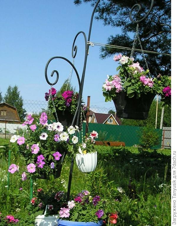 &quot;Железное дерево&quot; для подвесных.