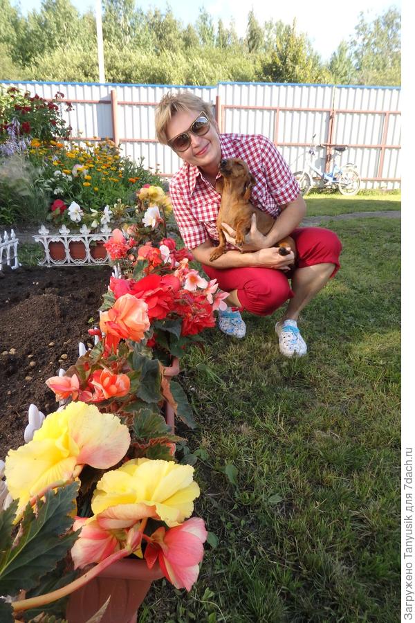 Бегонии в балконных ящиках.