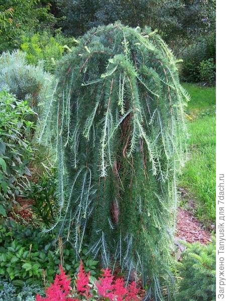 Пули на штамбе.