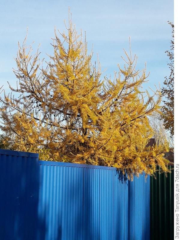 Эту лиственницу хочу привить. Макушка уже спилина в позапрошлом году.