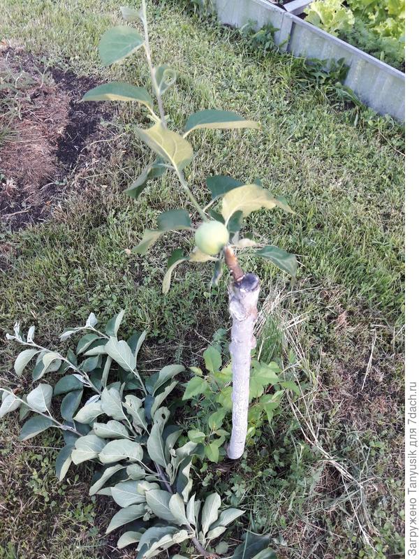 Сломанная ветка на земле.