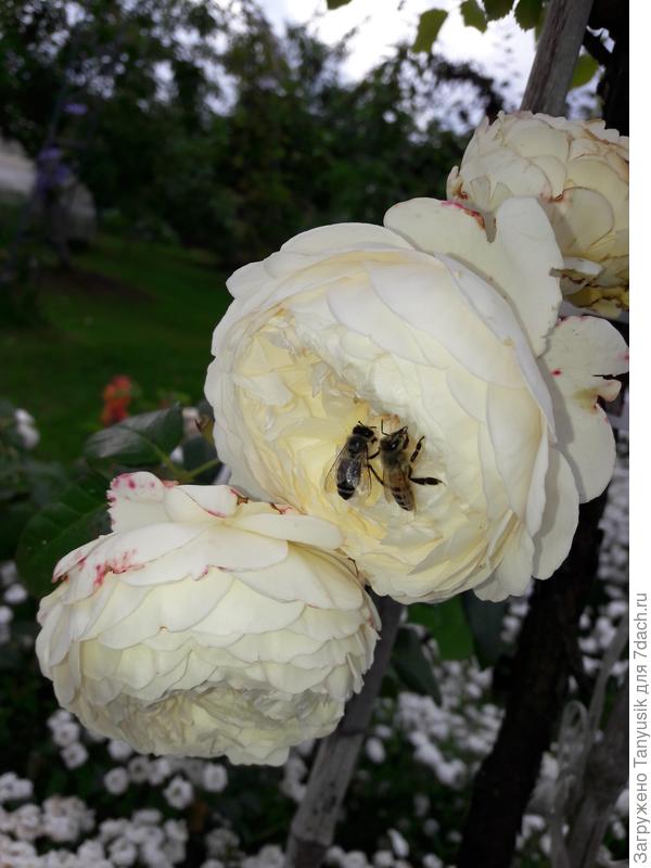 Это пчелы? Но они ведь разные...