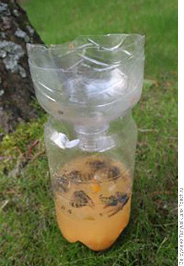 Ловушка для шершней.