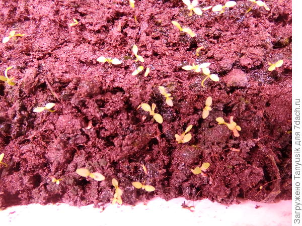 Первый листик у Шнеегольд.