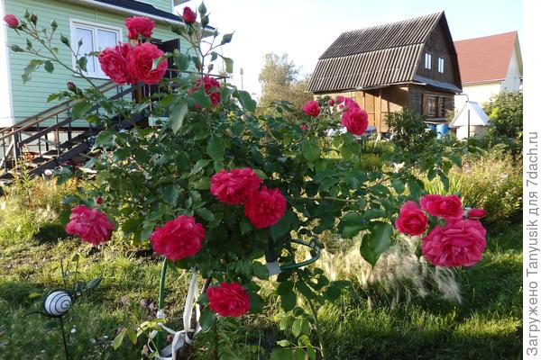 Соседский дом попал в кадр.