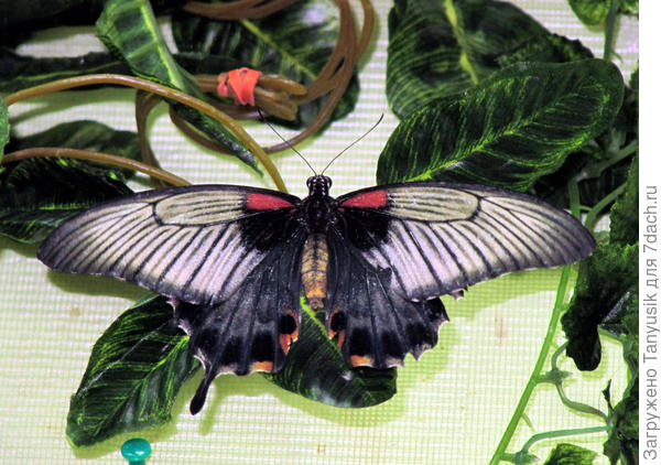 Papilio LOWI (Парусник Лови). Эта бабочка родом с острова Калимантан. Это бабочка в стиле ретро — верхние крылья словно припорошены серебристо-бежевой пылью, что создает удивительный эффект старой, вытершейся от времени фотографии. Крылья самцов практически черные, с белыми разводами на задних крыльях, отчего бабочка получила еще одно имя — Черный Принц. Самки окрашены немного по-другому — в узорах присутствуют бежевые тона, оранжевые и лиловые пятна.