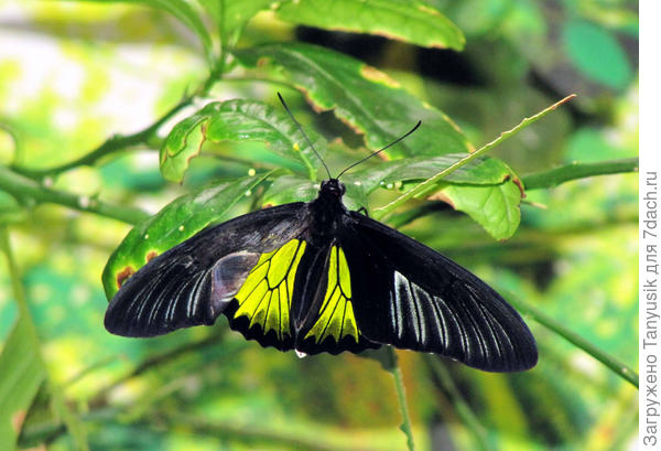 Troides Rhadamantus. Золотая Птицекрылка. Свое имя она получила за то, что летает как птица. Азиатские народы верят, что уникальная расцветка крыльев дарит радость и финансовое благополучие.