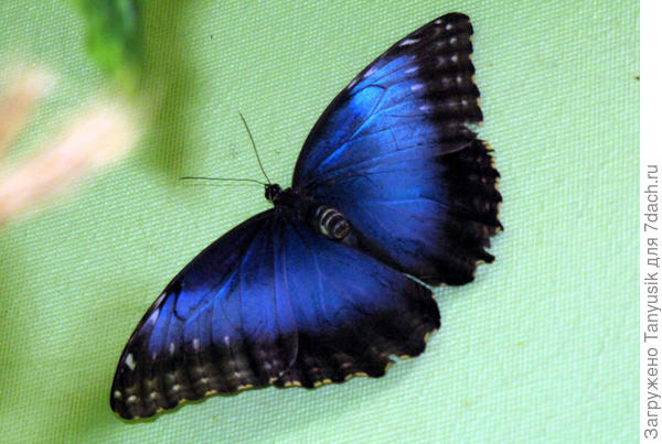 Морфо Пелеида (лат. Morpho peleides).