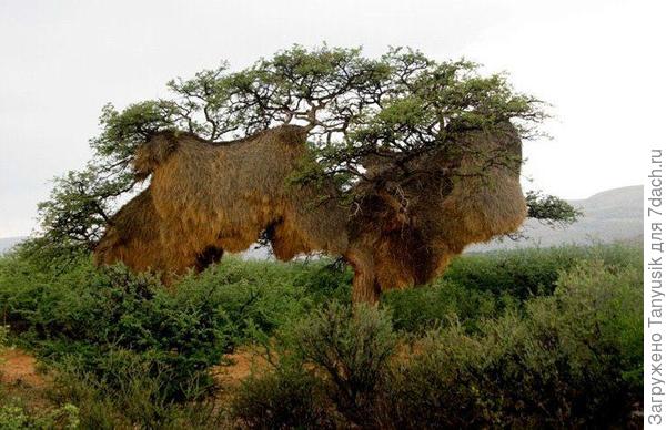 Гнездовище ткачей. Подобные постройки передаются из поколения в поколение и могут существовать больше 100 лет.