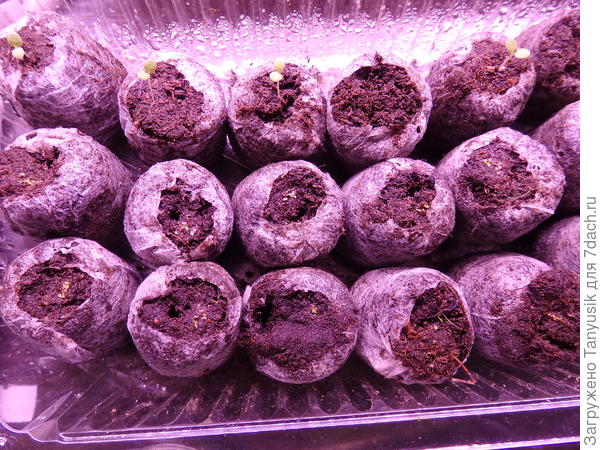 Первый ряд - петунии. Все посеяно 21 января.