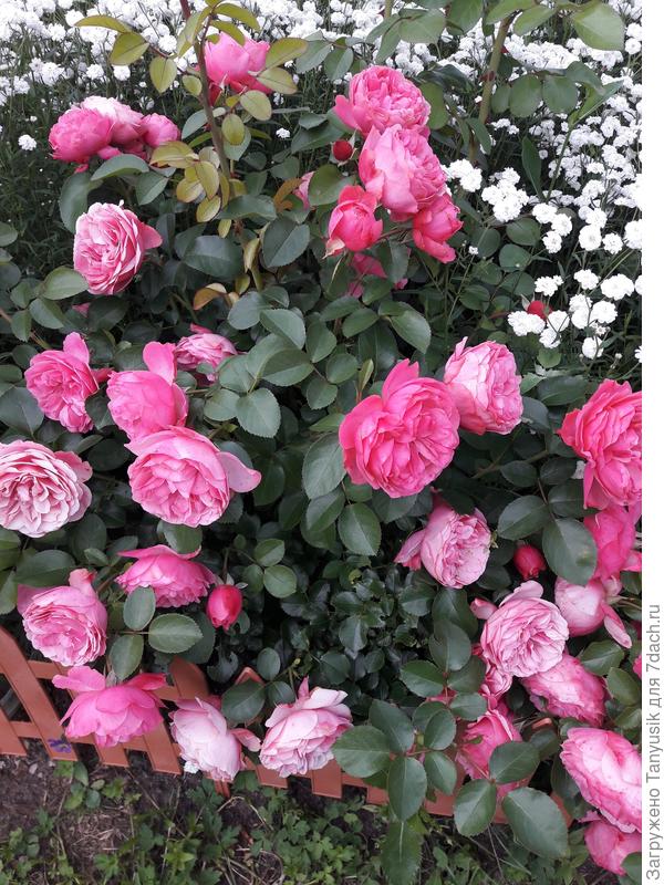 Розы и Жемчужница