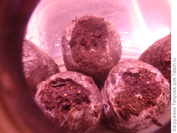 Видны корешки. Фото через лупу.