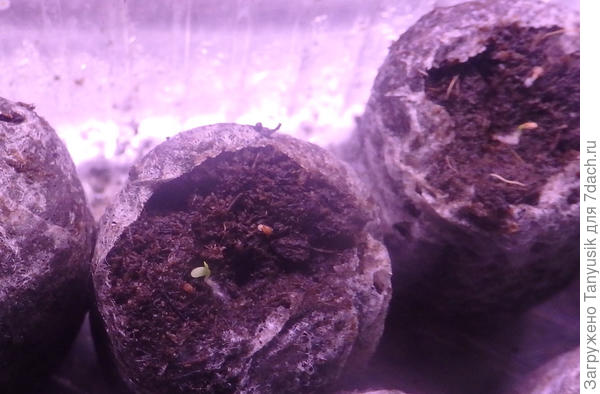 Седьмой день.