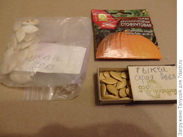 Семена тыкв старые. Но вдруг взойдут?