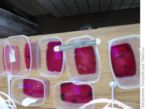 Замачивание в марганцовке.