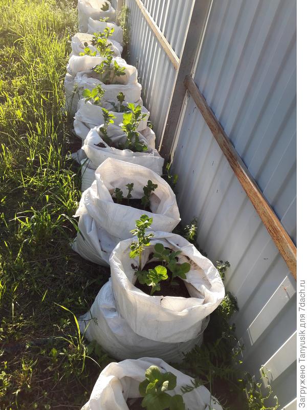 Выращивание картошки в мешках