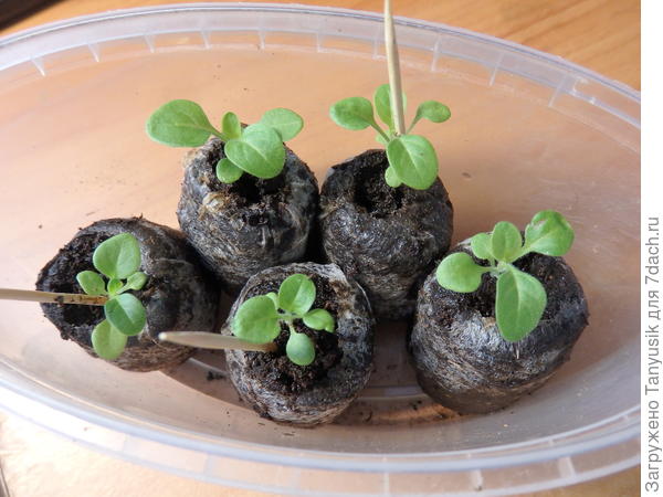 Сегодня им 3 недели.