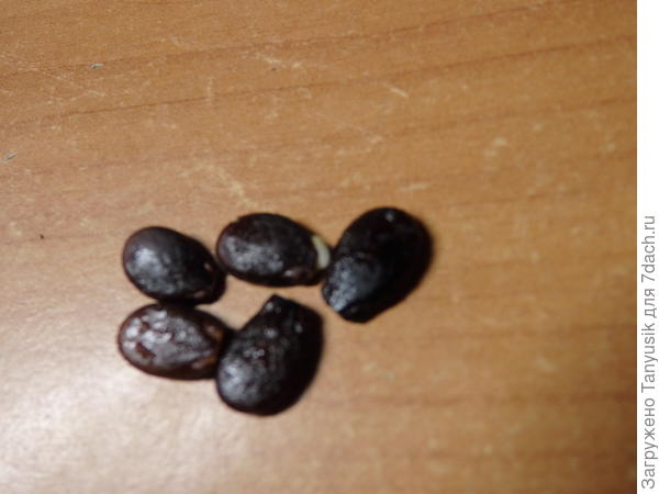 Семена арбуза 2006 года.