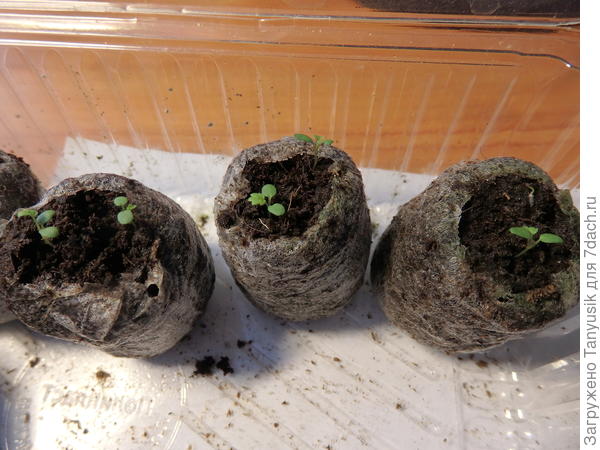 14.02 Без стратификации. Уже первый настоящий листик