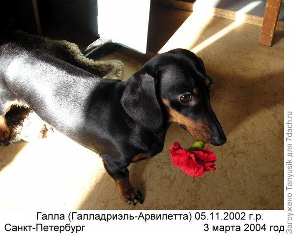 3 марта - день нашей свадьбы. Кирилл подарил мне гвоздички. Галка умудрилась добраться до них и попробовать на зубок-))