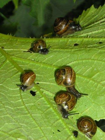 Улитки людям: &quot;Миллионы вас. Нас тьмы, и тьмы, и тьмы! Попробуйте, сразитесь с нами!&quot;