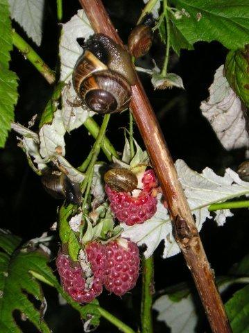 Нашествие...