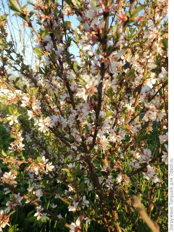 Цветение В.вишни.