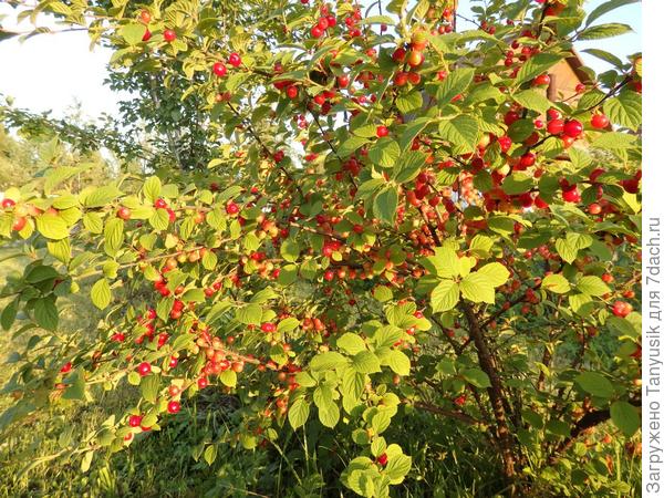 Таких у нас 3 куста.