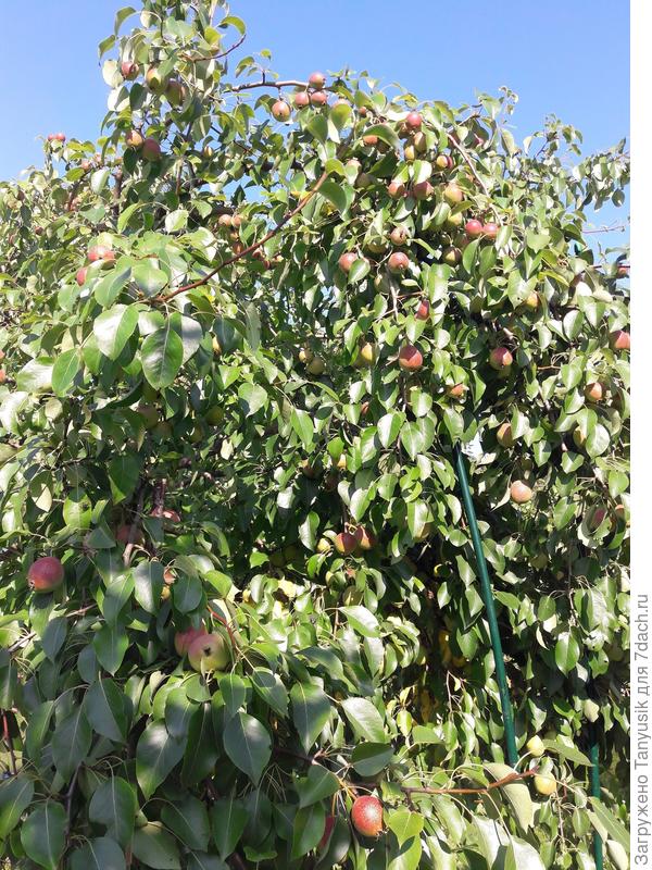 Отрадненская