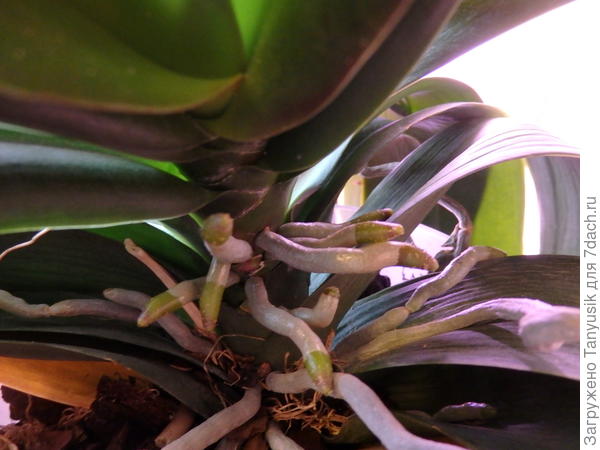 С другой стороны этого же фаленопсиса.