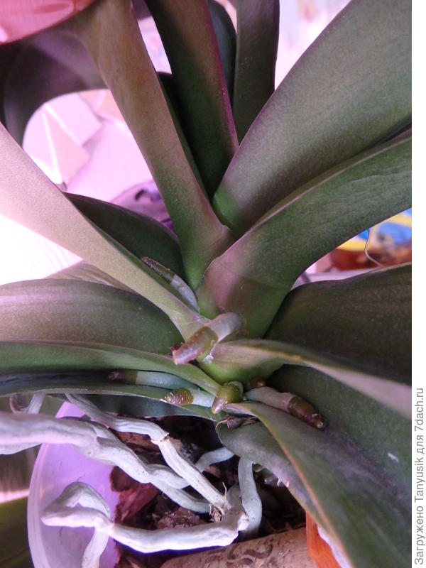 Не слишком ли много корней?