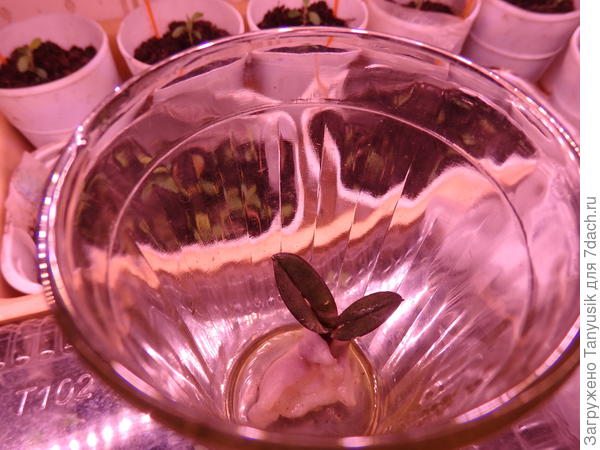 На дне немного воды. Основание обмотано ватным диском, один конец которого опущен в воду.