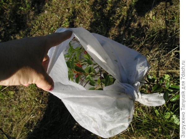 там вишенки