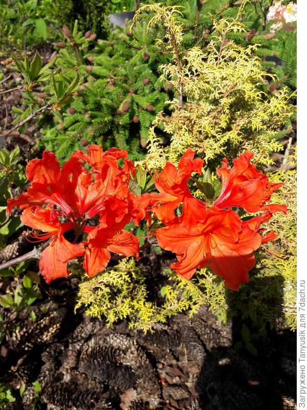 Баккара (Azalea knap hill Bakkarat)