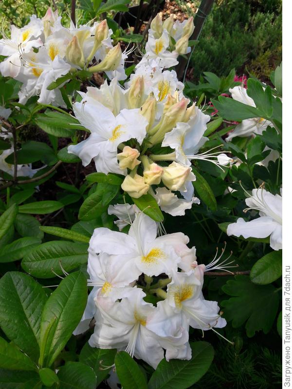 Шниеголд (Azalea knap hill Schneegold)
