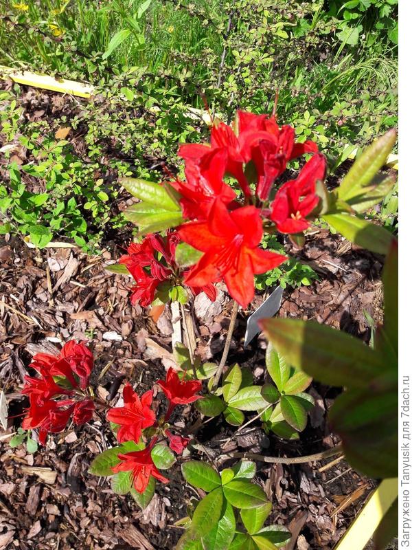 Файерболл (Azalea knap hill Fireball)