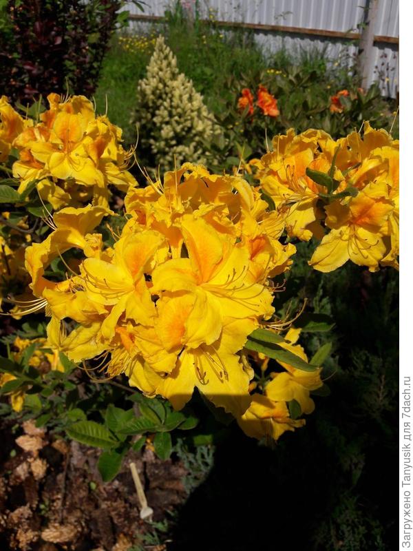 Нэнси Ватетер. Rhododendron 'Nancy Waterer' (deciduous Azalea) Ghent hybrid. A. Waterer 1876. R.calendulaceum x R.luteum.
Красивый сорт понтийской азалий, со светло-желтыми цветками.