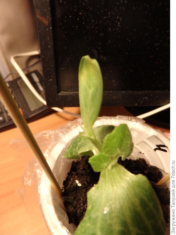 Лезут новые листики у тыквы на месте удаленных. Одна семядолька привоя бодрячком, вторая - совсем завяла.