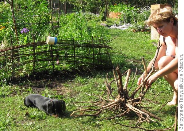 Что можно сделать из корня сирени?