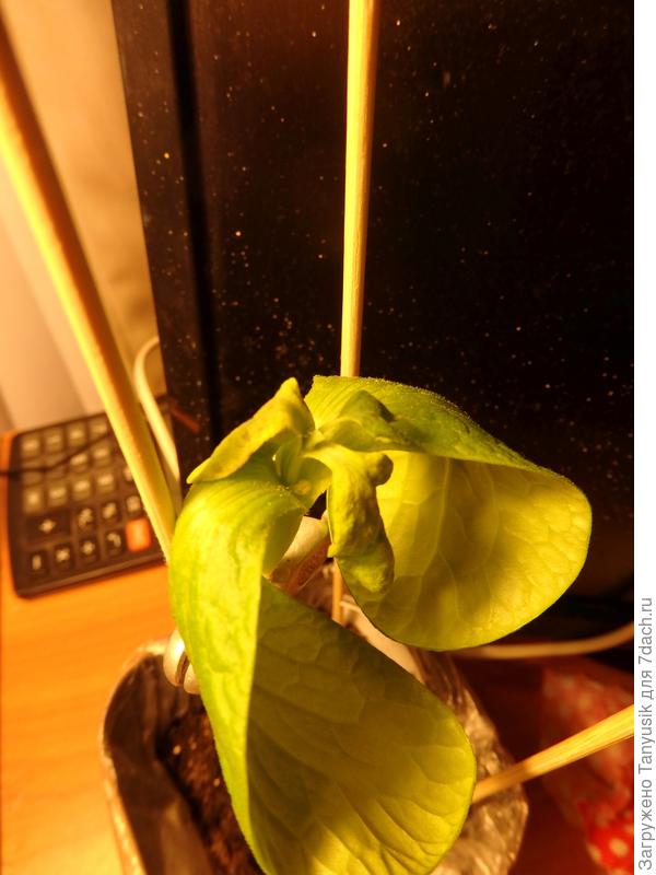 Семядоли совсем завяли...