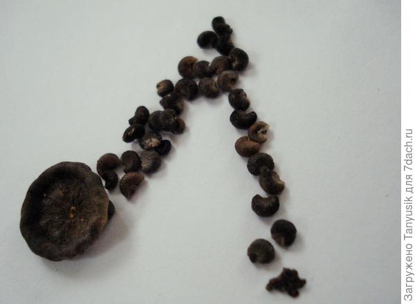 семена лаватеры