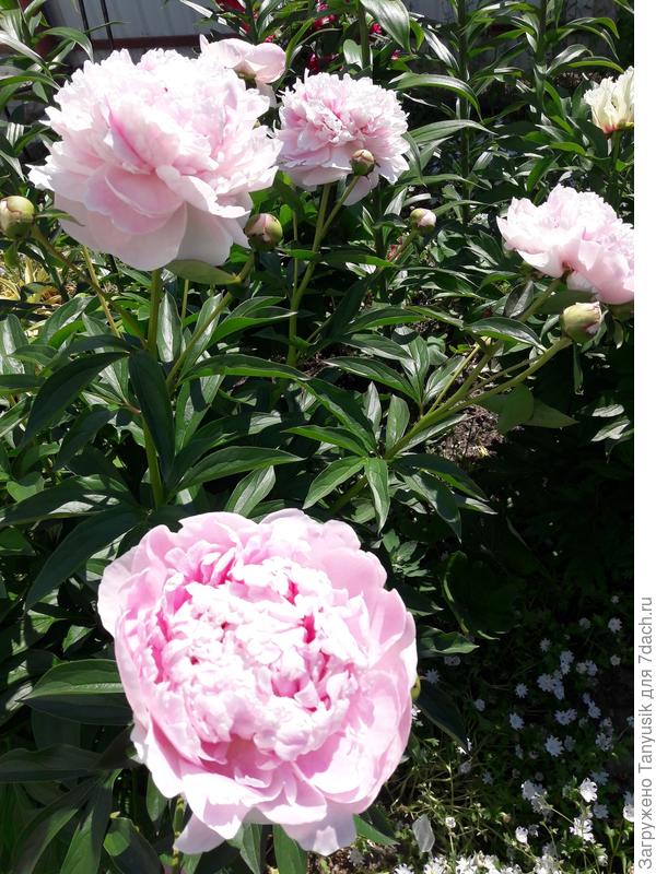 Это моя Сара.