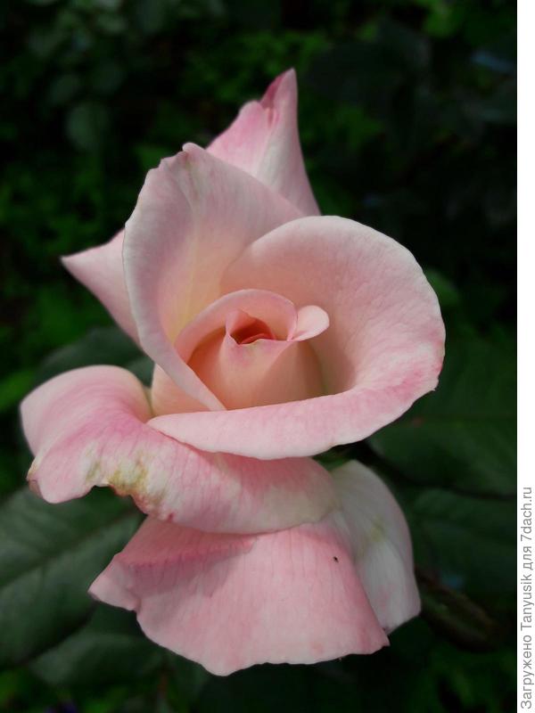 В полуроспуске Глория Дей (Gloria Dei).