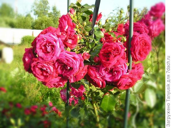 Фламментанц. Гибрид. Flammentanz – потомок kordesii и Rosa rubiginosa.