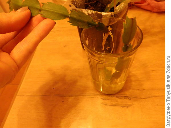 Вот такие концы были удалены (по 5-6 звеньев). Стояли в стакане с водой. Очень быстро дали корешки.