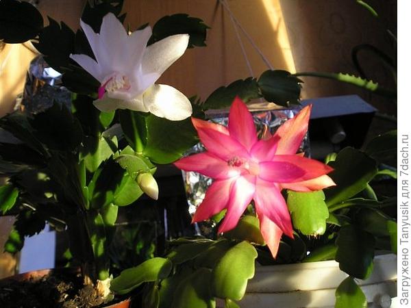 в марте второй раз зацвели (обычно в декабре).