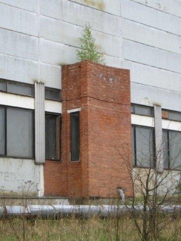 Береза на крыше.