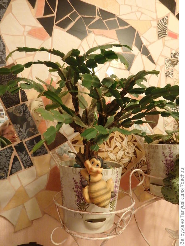 Вот такие горшки. Воду лить в эту дырочку. Больше, чем объем нижней части (поддона) не нальешь.